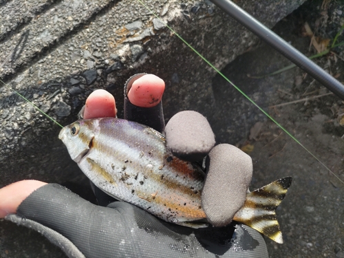 コトヒキの釣果