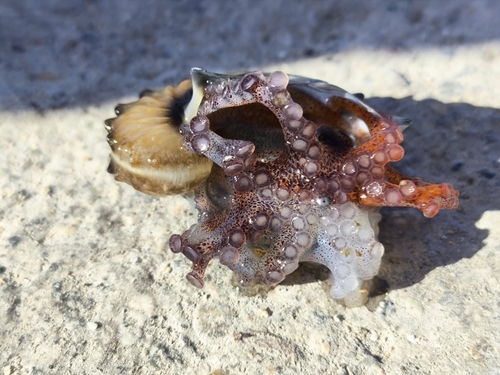 タコの釣果