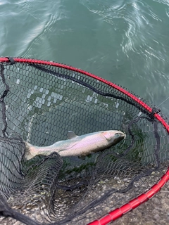 ニジマスの釣果