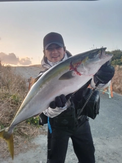 ブリの釣果