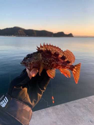 ガシラの釣果