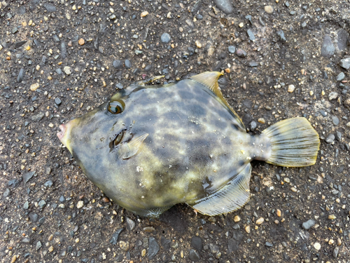 カワハギの釣果