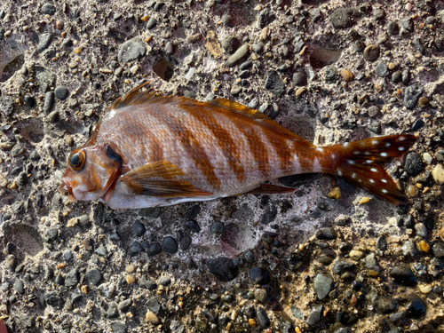 カマスの釣果