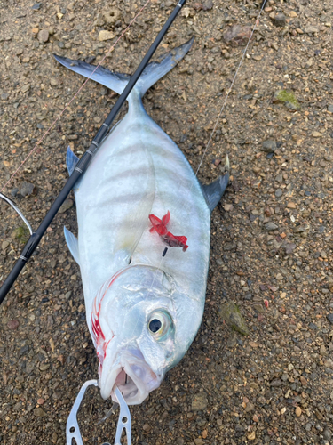 クロヒラアジの釣果