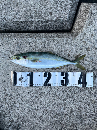 ハマチの釣果