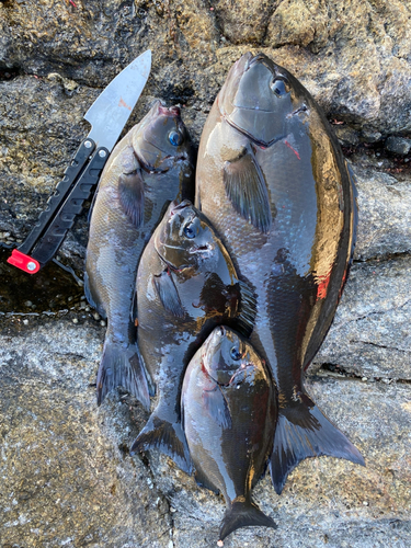 オナガグレの釣果