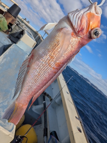 アマダイの釣果