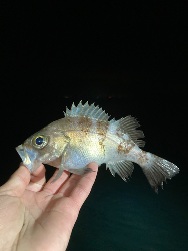 ヒラアジの釣果