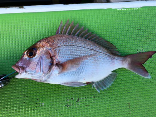 タイの釣果