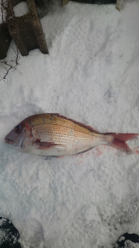 タイの釣果