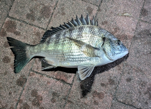 豊洲ぐるり公園