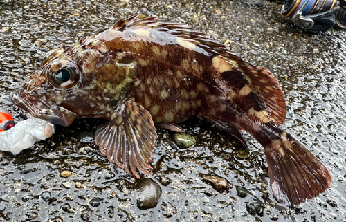 カサゴの釣果