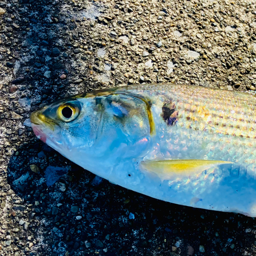 コノシロの釣果