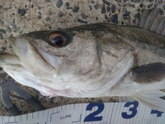 シーバスの釣果