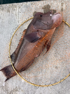 コブダイの釣果