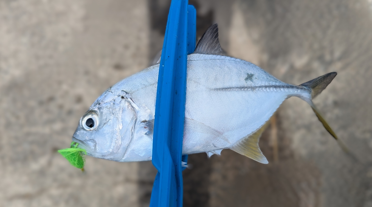 アカカマス