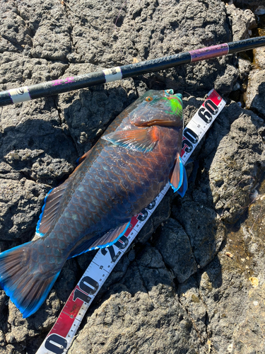 アオブダイの釣果