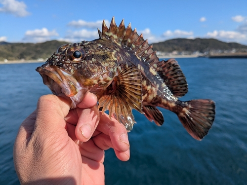 カサゴの釣果