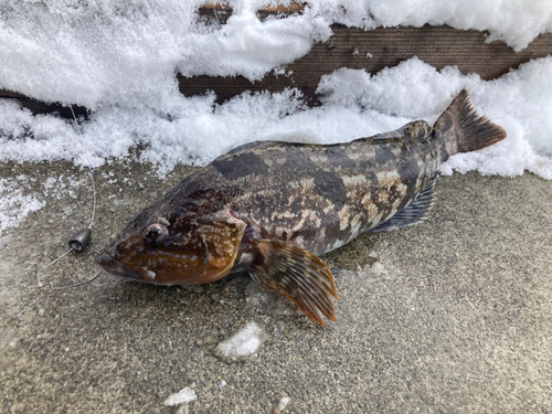 アイナメの釣果