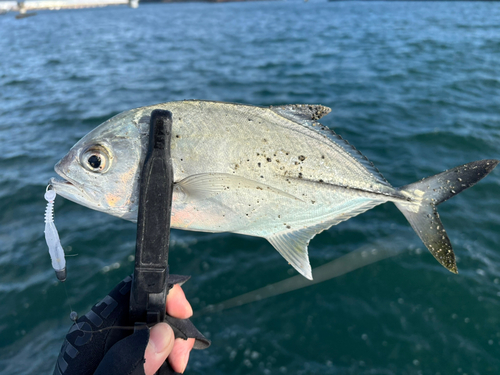 メッキの釣果