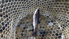 レインボートラウトの釣果