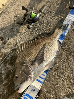 クロダイの釣果