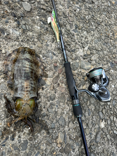 アオリイカの釣果