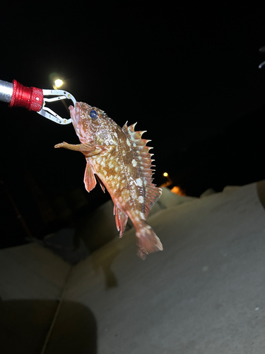 カサゴの釣果