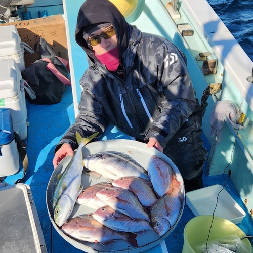 マダイの釣果