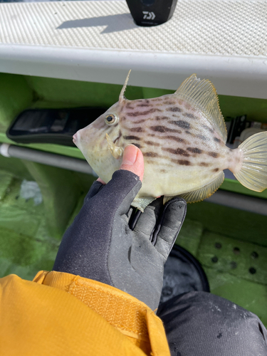 カワハギの釣果