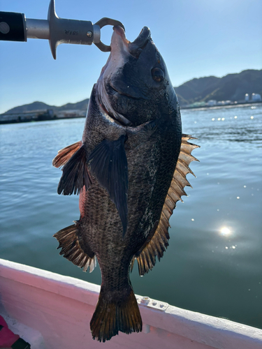 フナの釣果