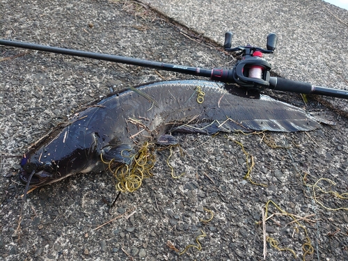 ナマズの釣果