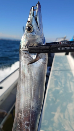 タチウオの釣果