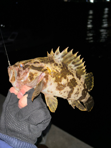 ベッコウゾイの釣果