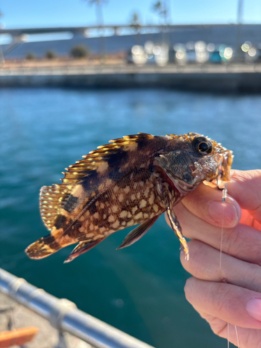 カサゴの釣果