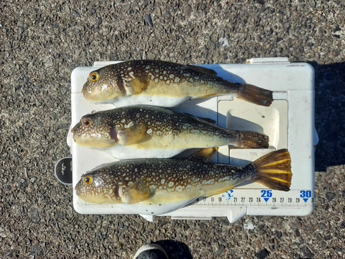 コモンフグの釣果