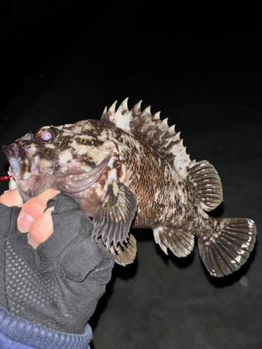 オウゴンムラソイの釣果