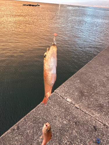 ネンブツダイの釣果