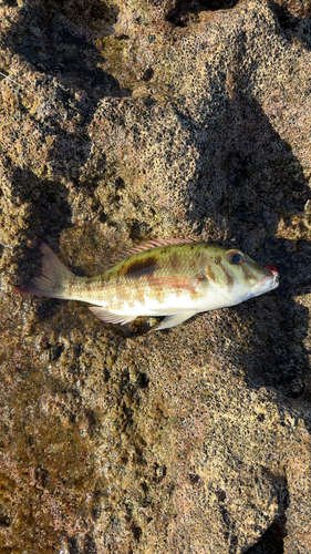 マトフエフキの釣果