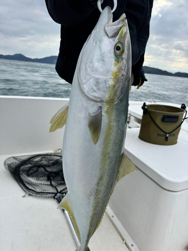 ブリの釣果