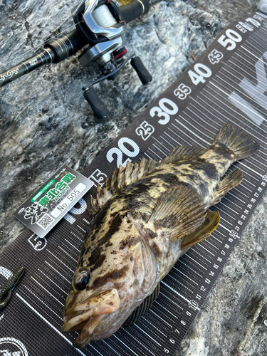 ベッコウゾイの釣果