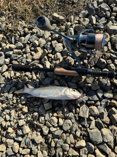 ニゴイの釣果