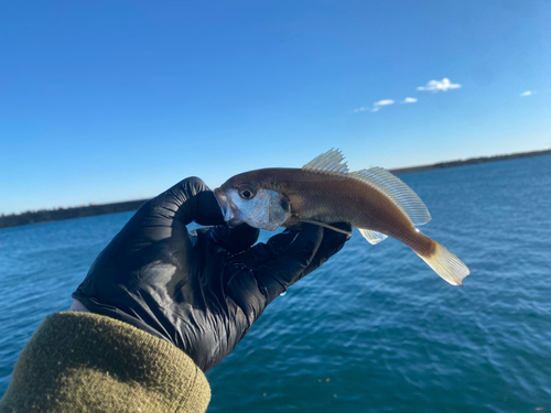 イシモチの釣果