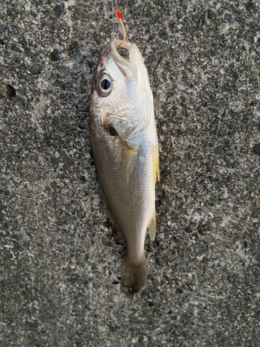 イシモチの釣果