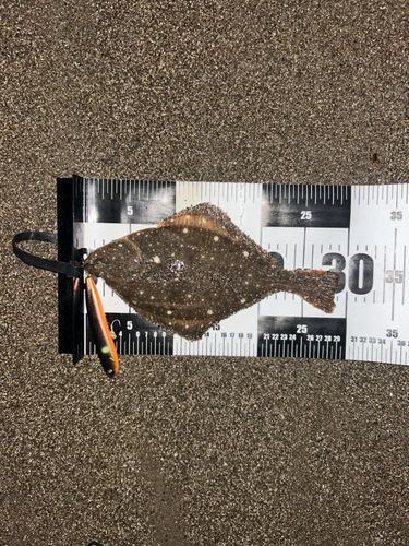 イシガレイの釣果