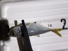 マアジの釣果