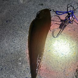 クロウシノシタ