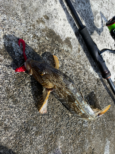 アイナメの釣果