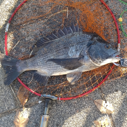 クロダイの釣果