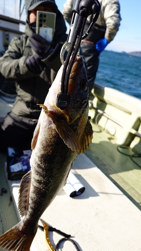 アイナメの釣果